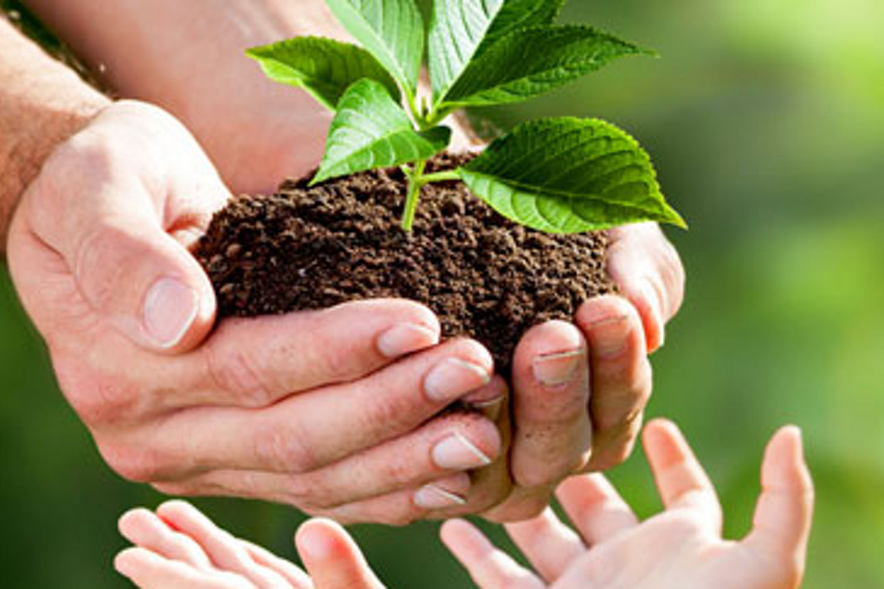 Zartes Pflänzchen wird in Händen gehalten