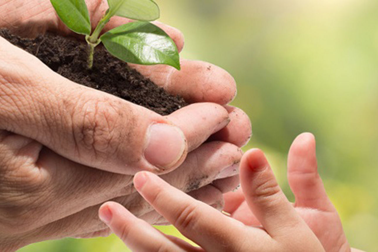 Zwei Hände die Erde und eine Pflanze festhält