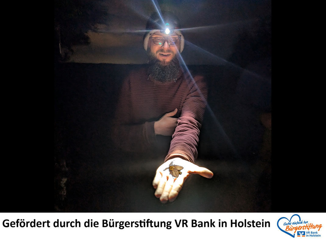 Man mit Stirnlampe hält eine Fledermaus auf der Hand