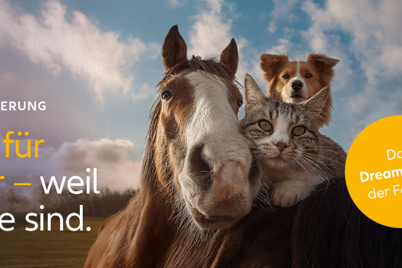 Ein Hund und eine Katze liegen auf einem Pferd und blicken in die Kamera