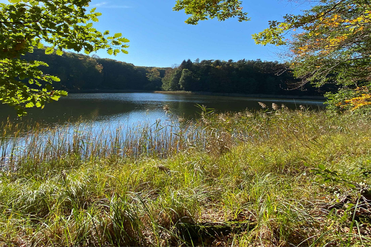 Blick auf einen See mit Bäumen