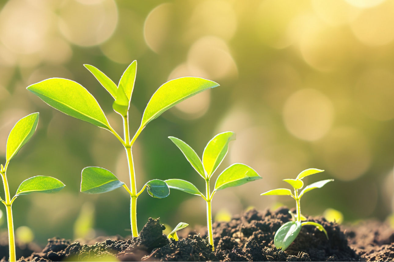 Pflanzensprößlinge wachsen aus der lockeren Erde und rechts liegt die Erdkugel im Hintergrund helle Kreise