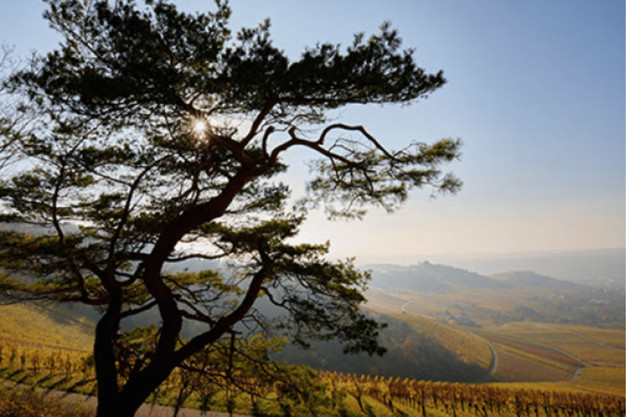 Baum, hügelige Landschaft im Hintergrund