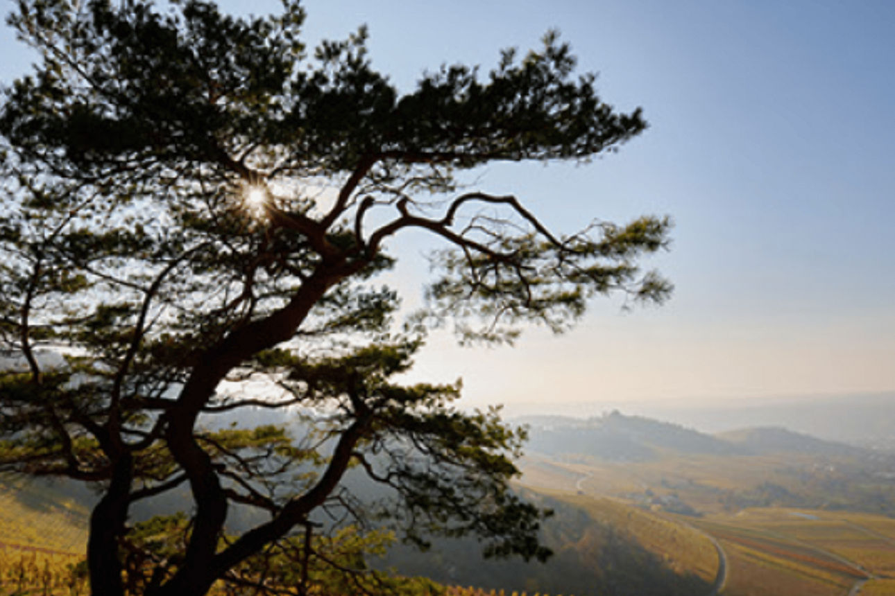 Baum, hügelige Landschaft im Hintergrund