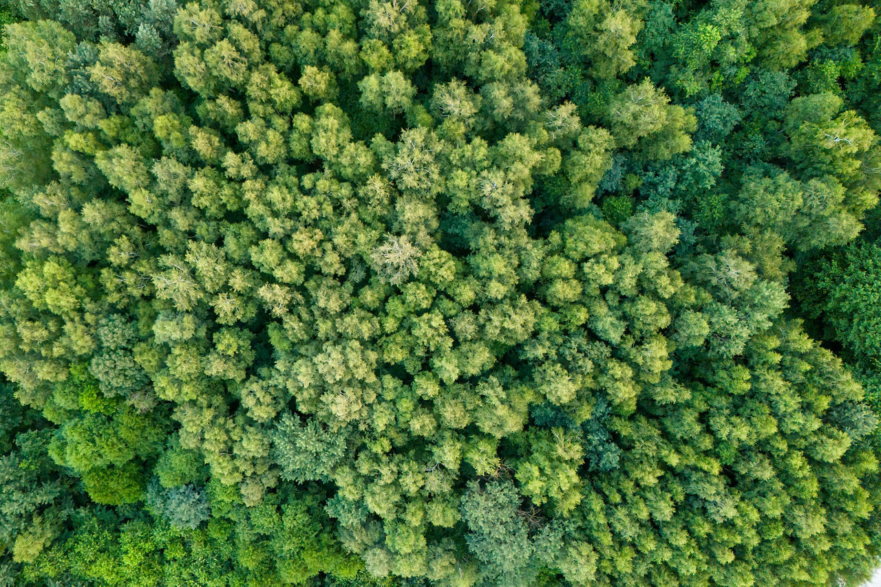 Ein Wald von oben fotografiert
