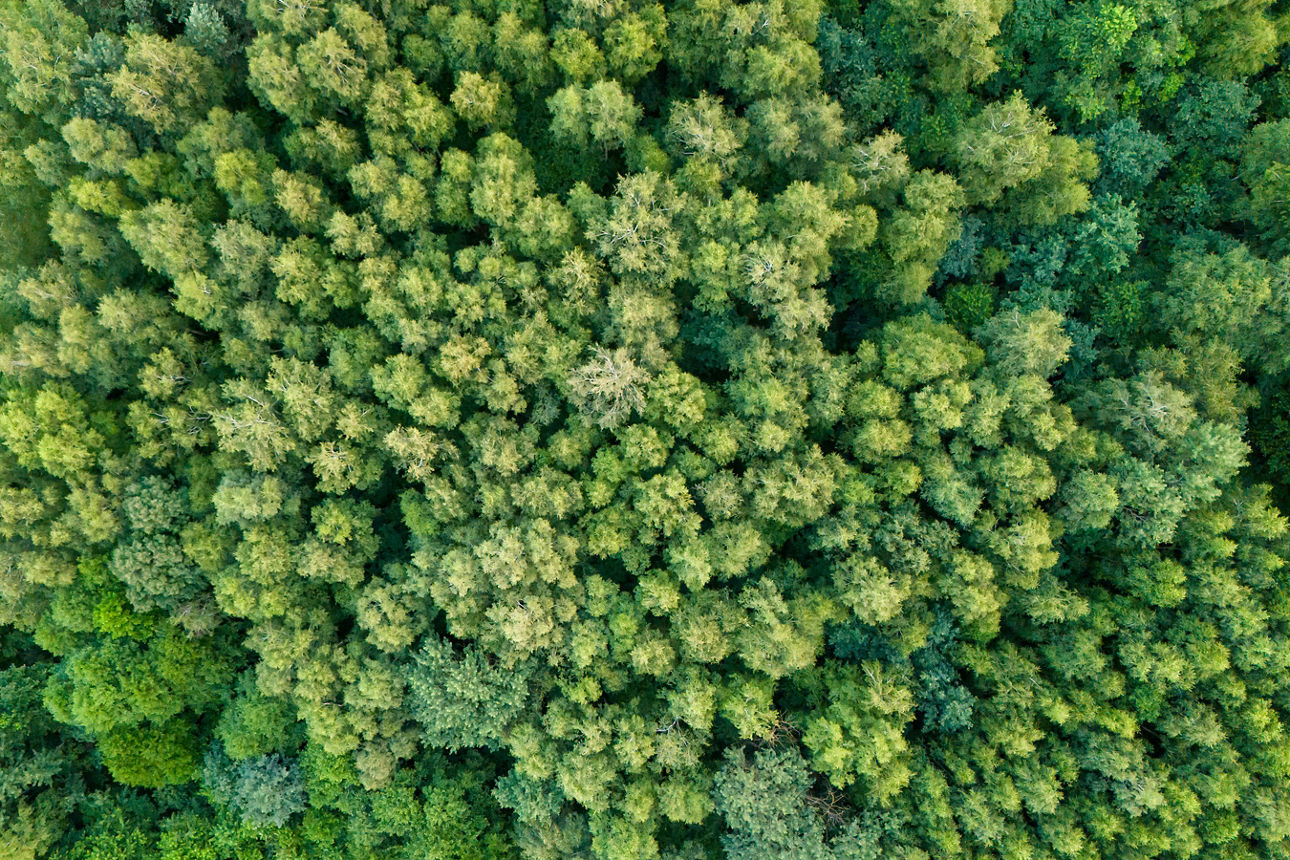 Ein Wald von oben fotografiert