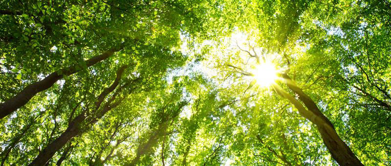 Bild zeigt einen Wald im Frühjahr mit Sonnenschein