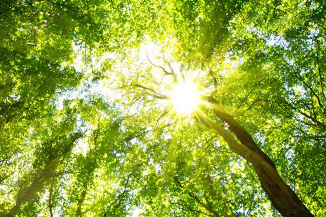 Bild zeigt einen Wald im Frühjahr mit Sonnenschein