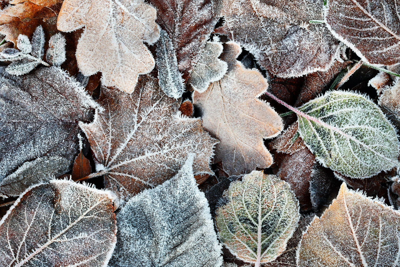 Bild von Laub mit Frost