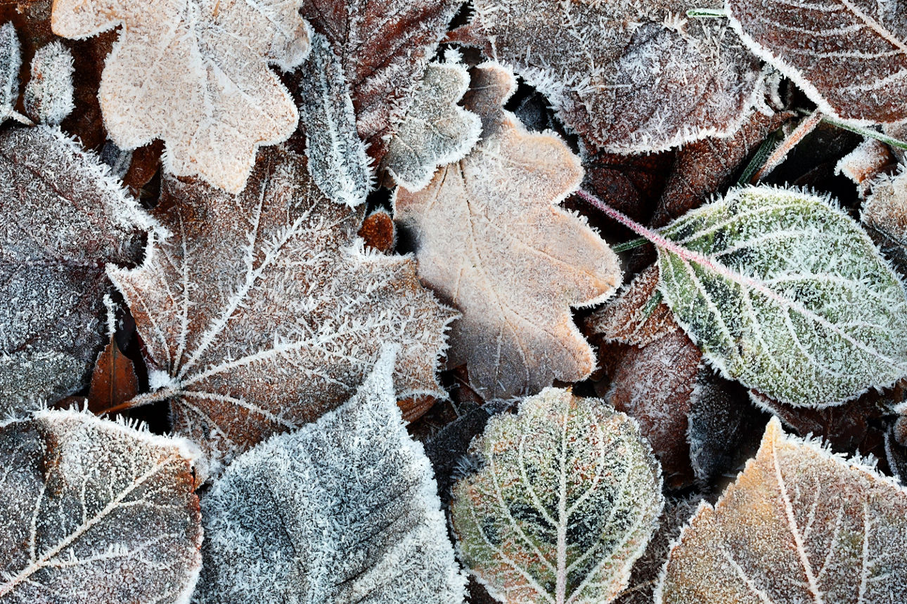 Bild von Laub mit Frost