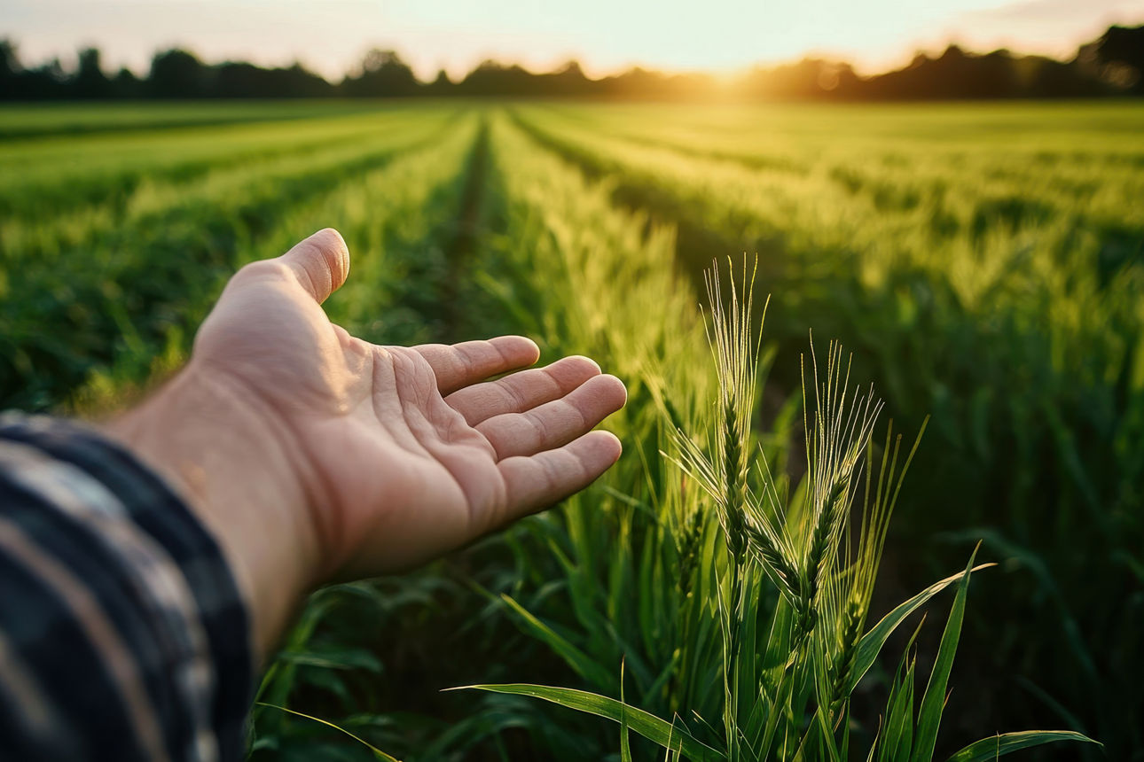 Eine Hand streckt sich bei Sonnenaufgang nach einem leuchtend grünen Feld aus. Das warme Licht hebt die Szene hervor und betont die Verbindung zwischen Mensch und Natur.