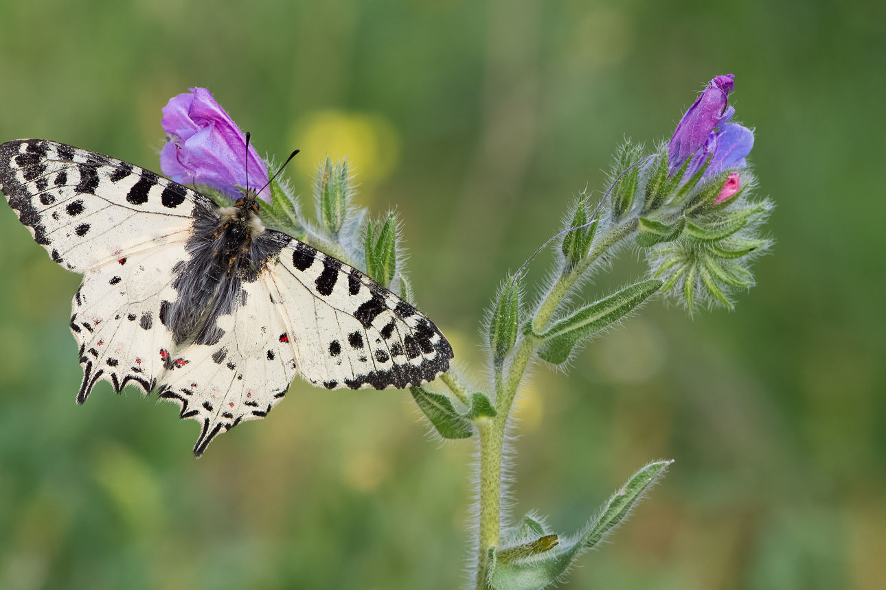  Crowdinvesting: Rendite mit Schmetterlingen