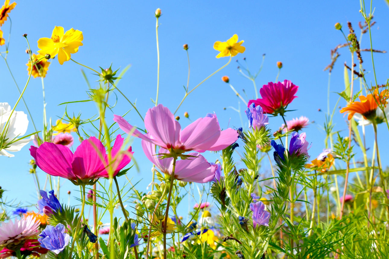 Bild zeigt bunte Blumen auf einer Wiese.
