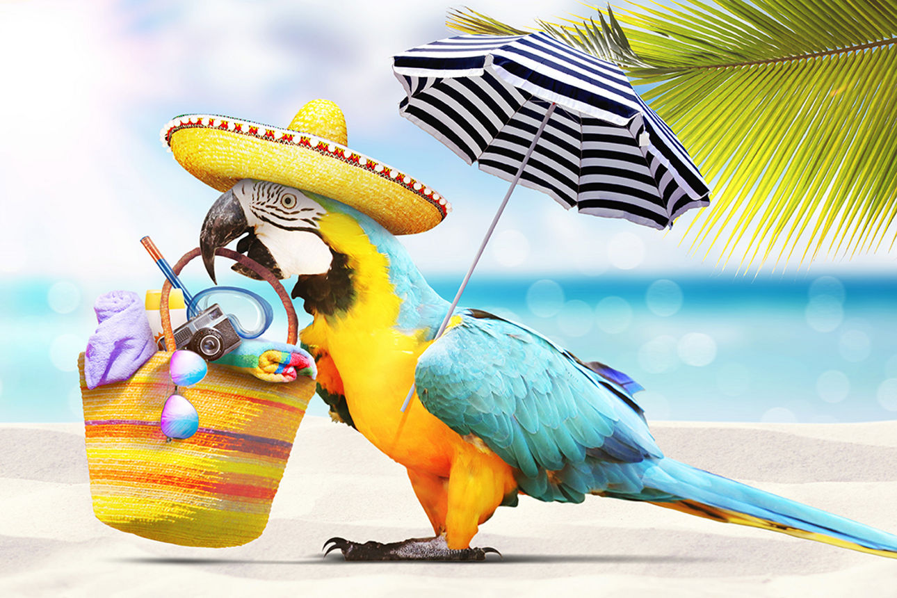 Papagei am Meer mit Sombrero, Sonnenschirm und Strandtasche