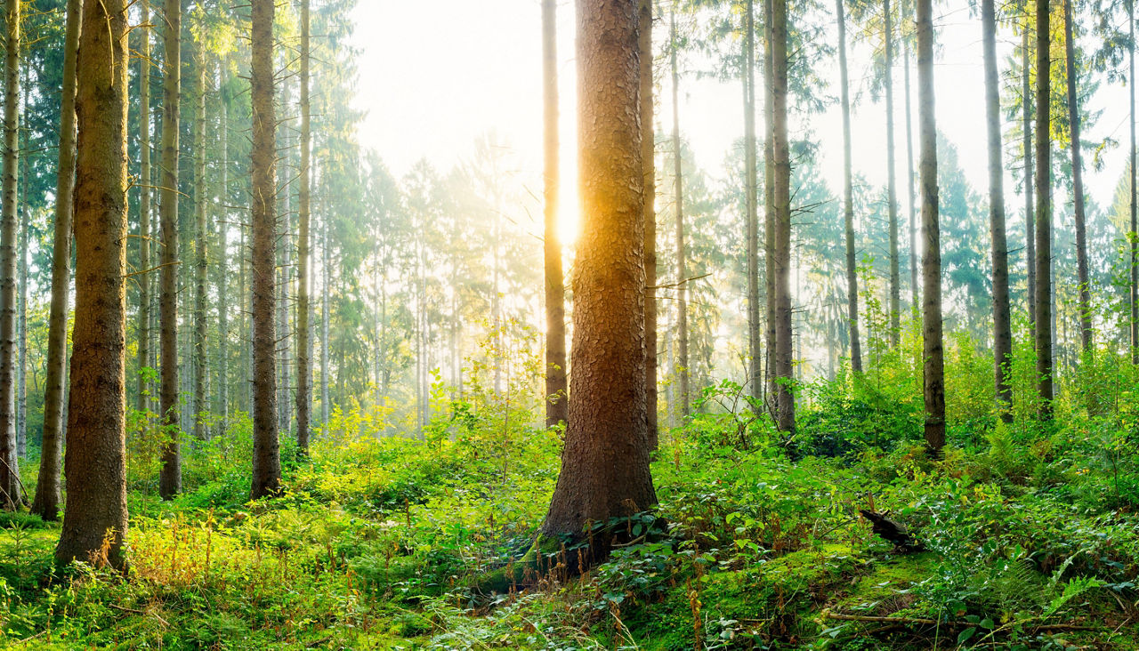 Ein Wald mit Sonneneinstrahlung