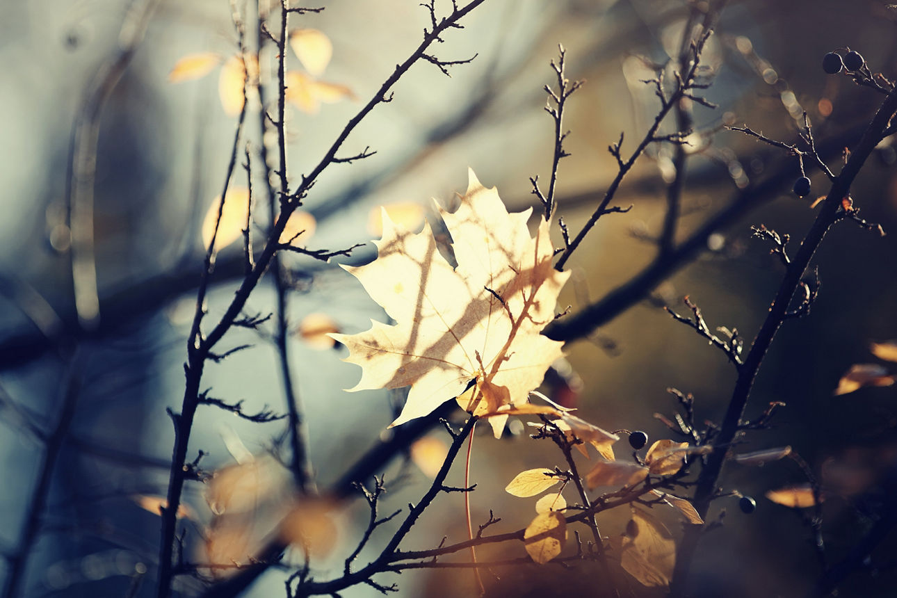 Gefallenes herbstliches Ahornblatt