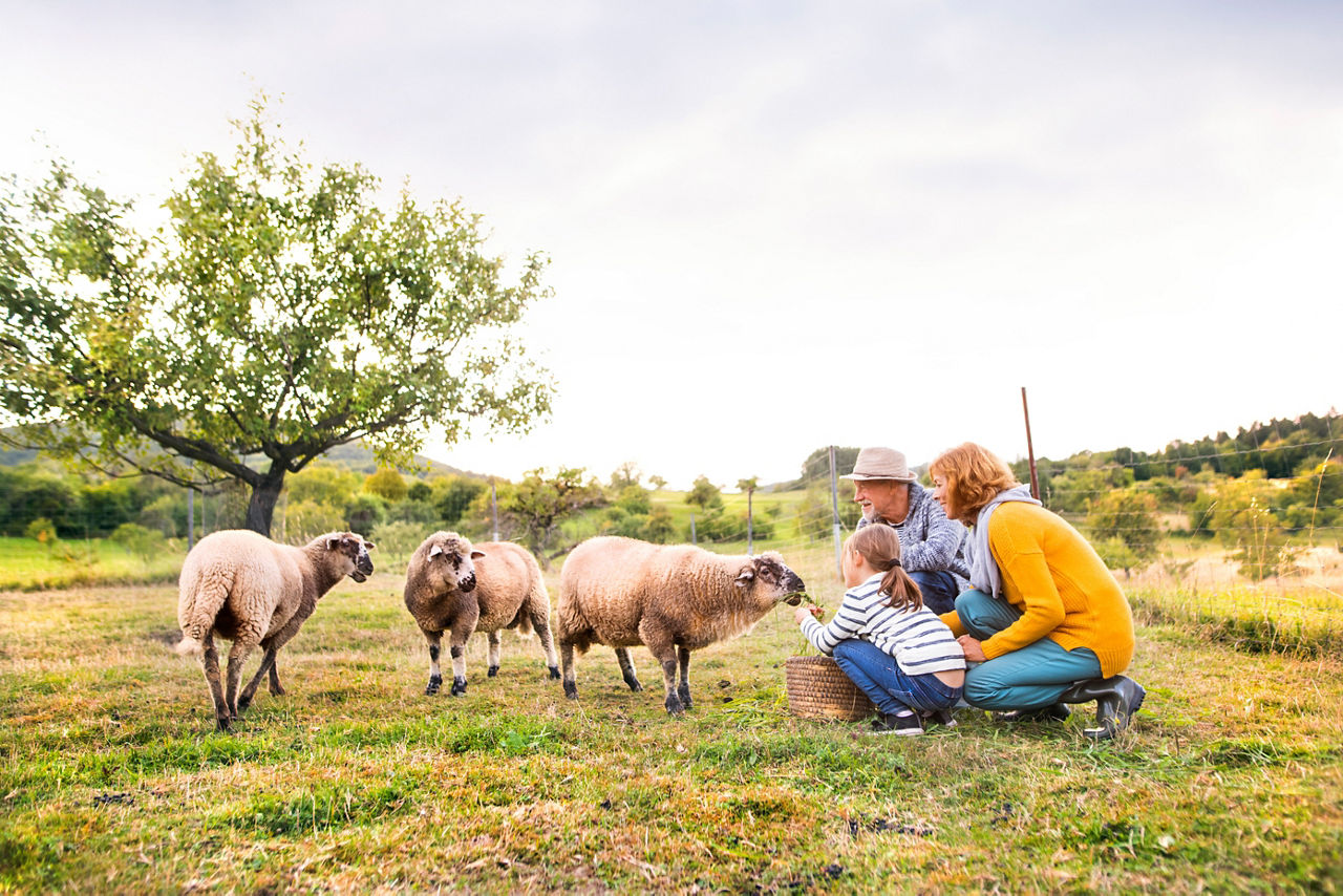 Drei Schafe auf der Wiese mit Mutter, Kind und Großvater - Kind füttert ein Schaf.