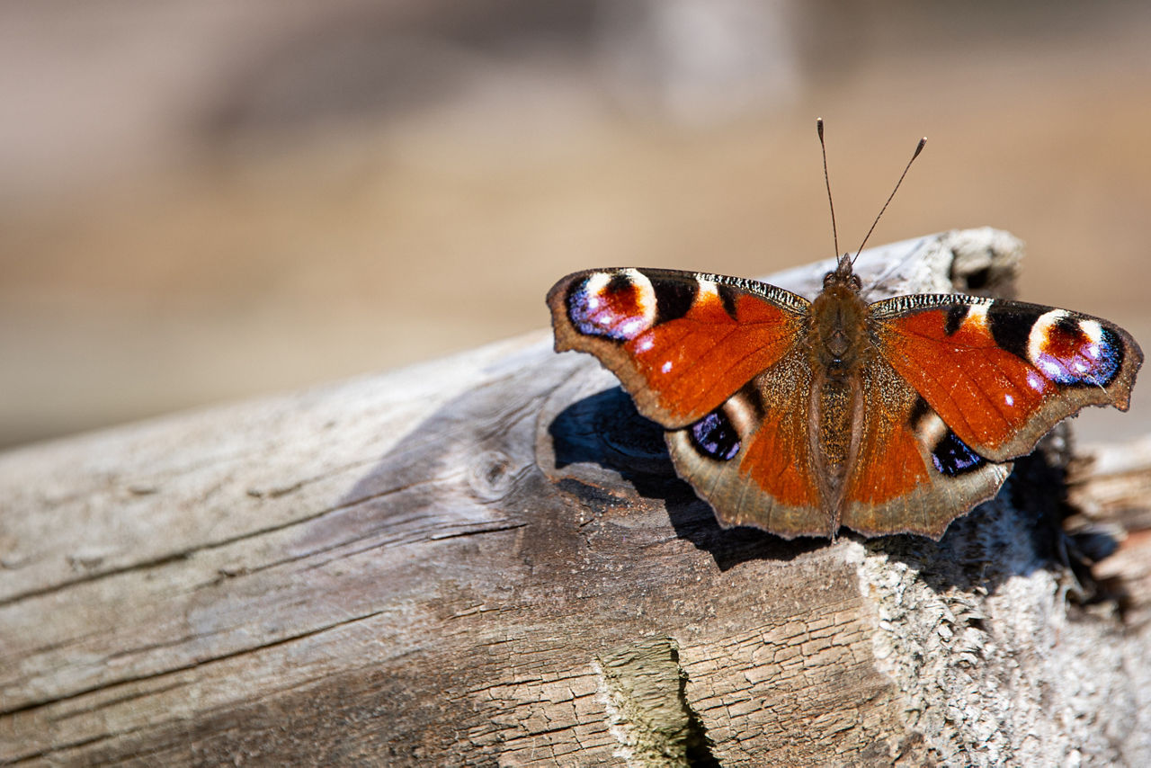 Schmetterling sitzt auf Ast