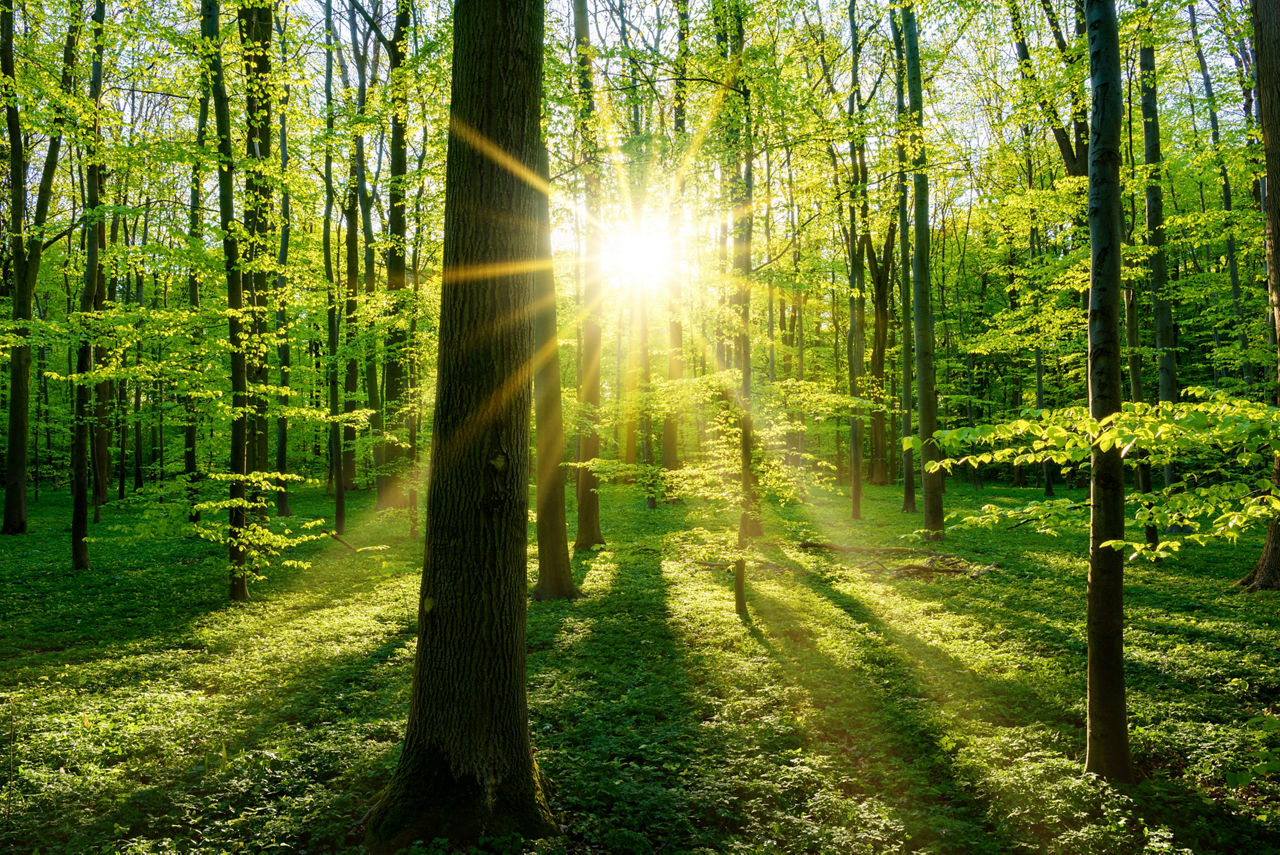 Blick in den Wald mit Sonnenaufgang.
