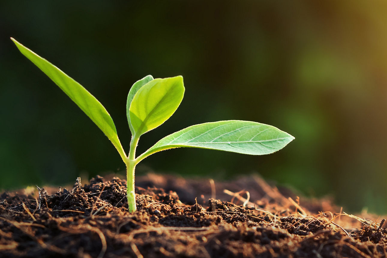 Eine Pflanze sprießt aus der Erde