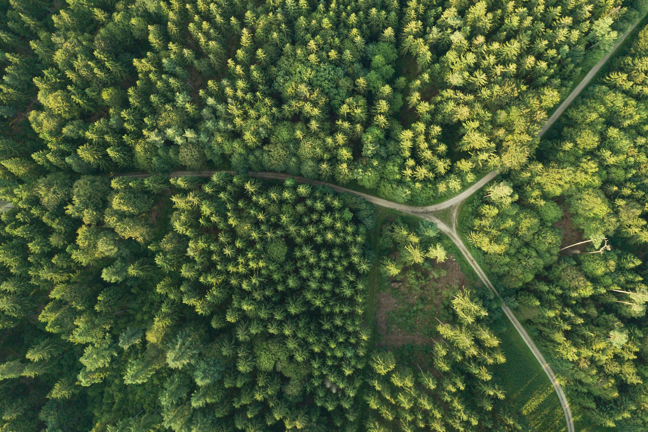 Wald von oben