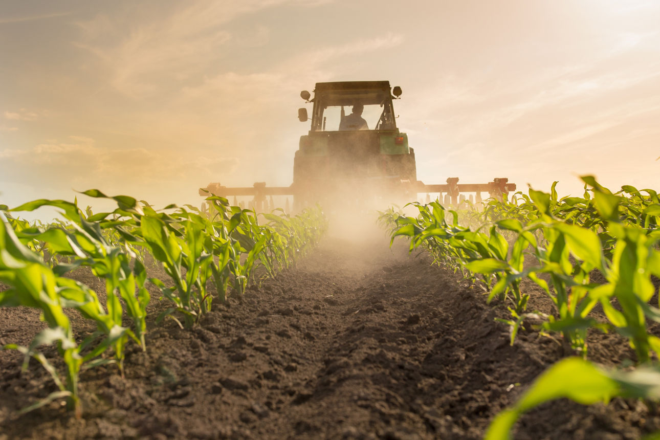 Weitwinkel eines Traktors mit Pflugausrüstung in einem Maisfeld im Frühling