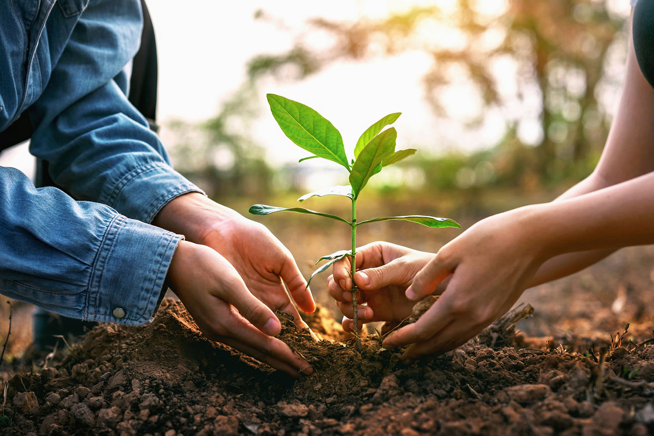 2 Personen pflanzen eine Pflanze in die Erde.