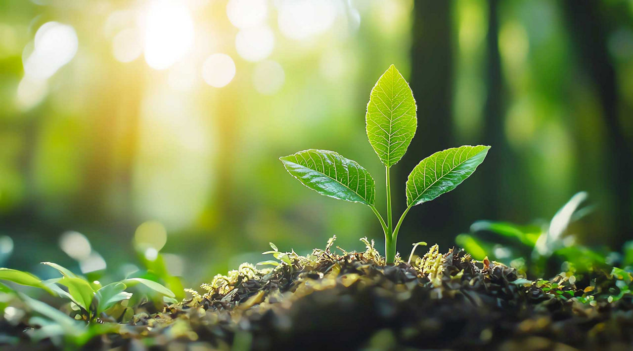CO2 Rechner Pflanzen auf wachsenden Münzen Haufen