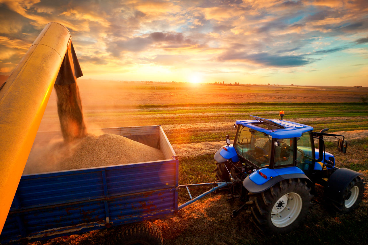 Traktor wird beladen und steht bei Sonnenuntergang auf Feld 