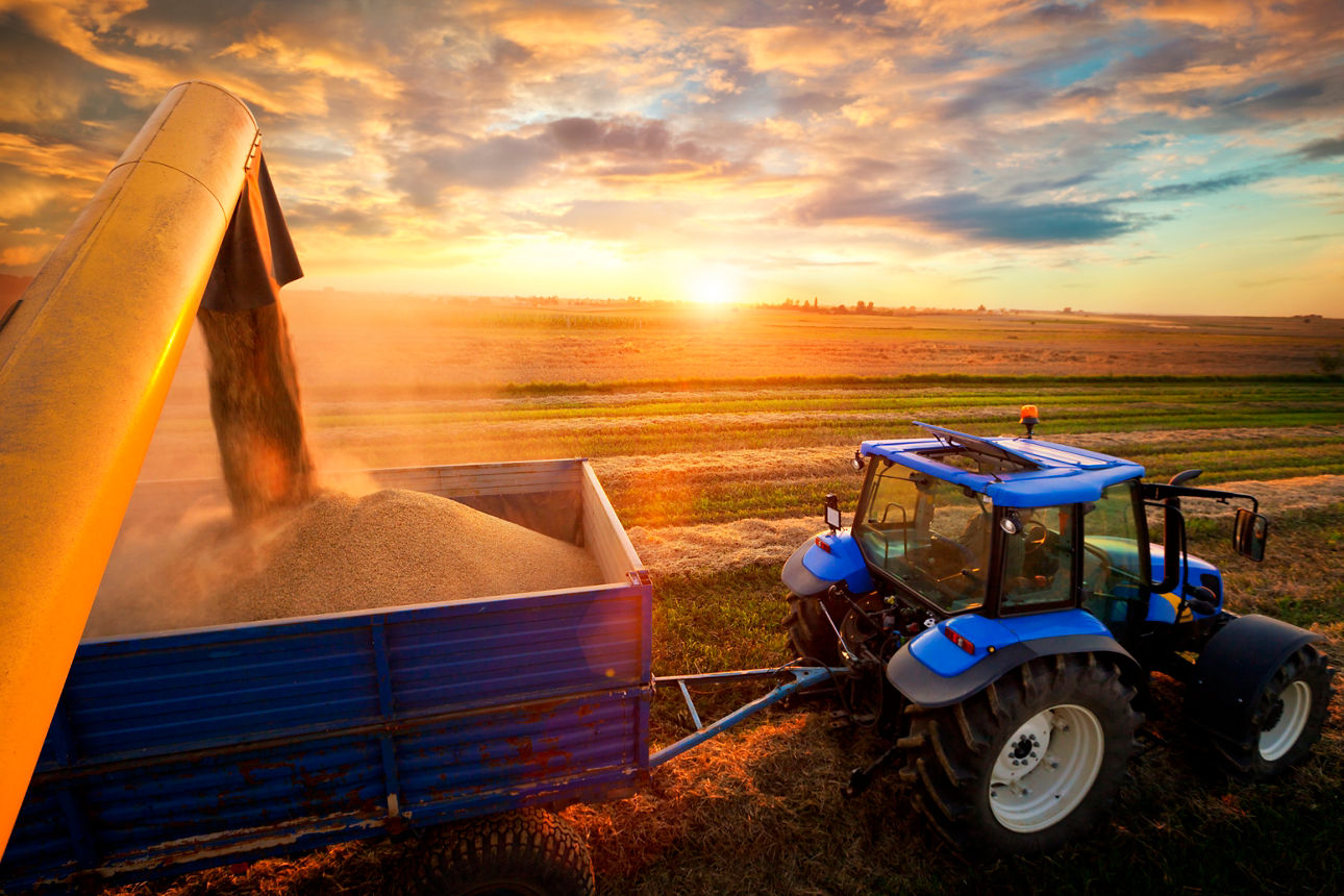 Traktor wird beladen und steht bei Sonnenuntergang auf Feld 