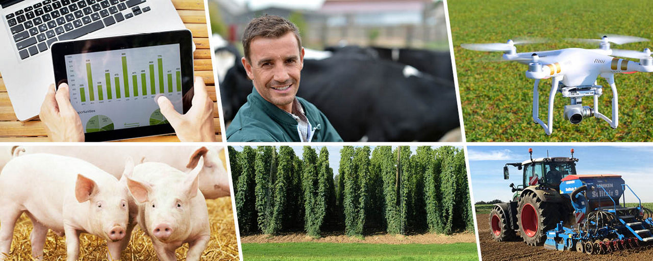 Bildcollage mit Hopfen, Schweinen und Feldbau