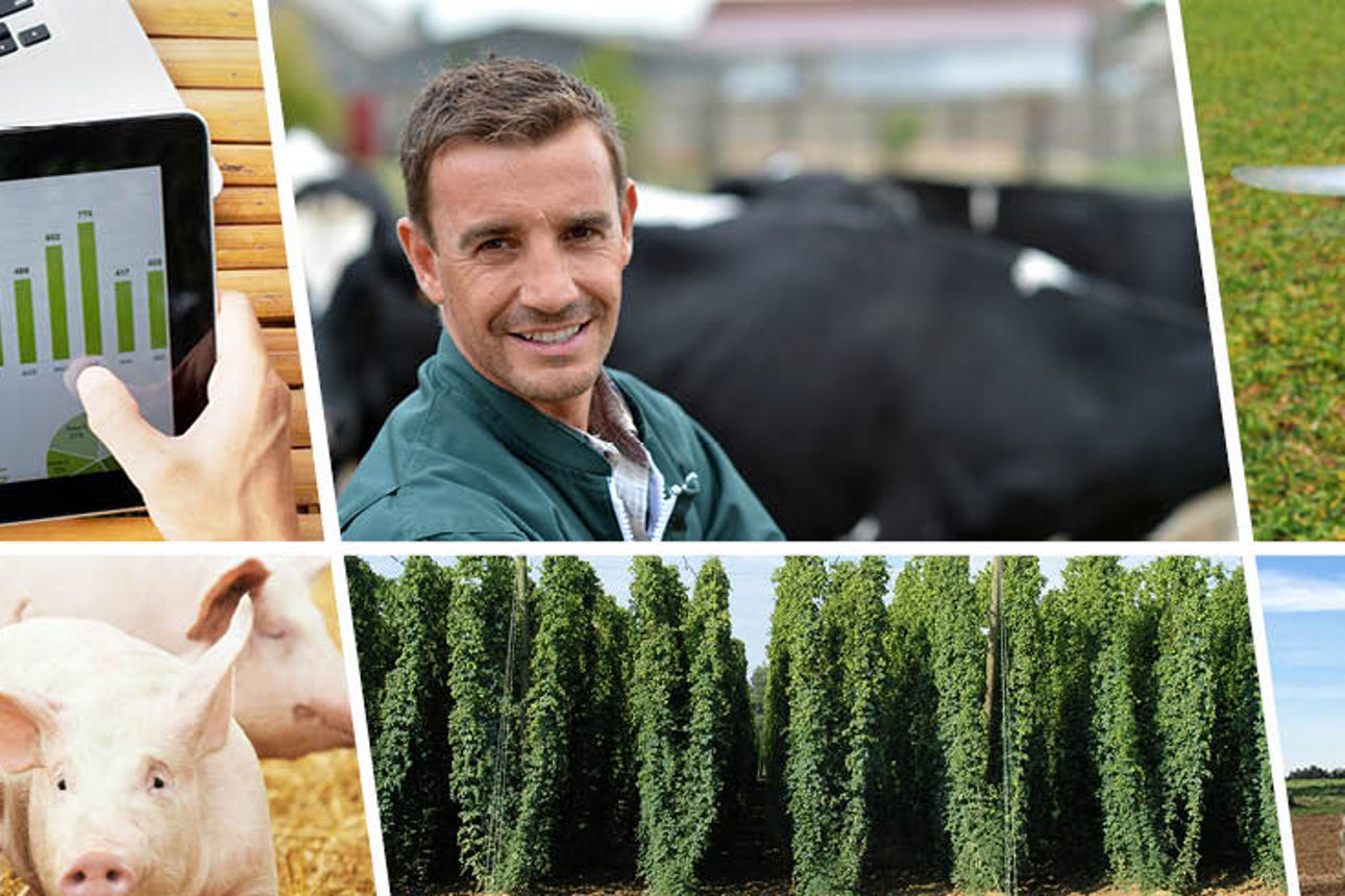 Bildcollage mit Hopfen, Schweinen und Feldbau