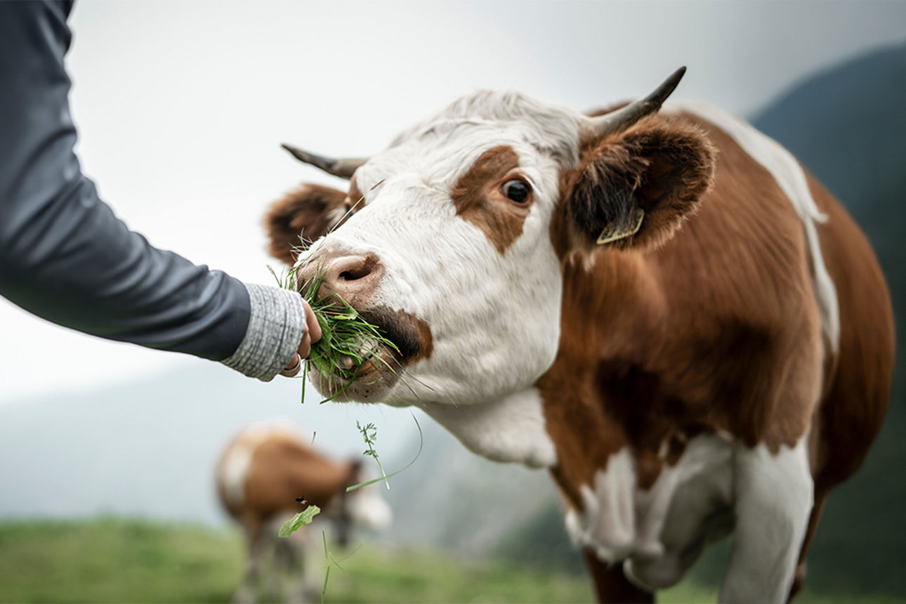 Eine Herde Kühe grasen auf einer saftigen Weide in den Alpen