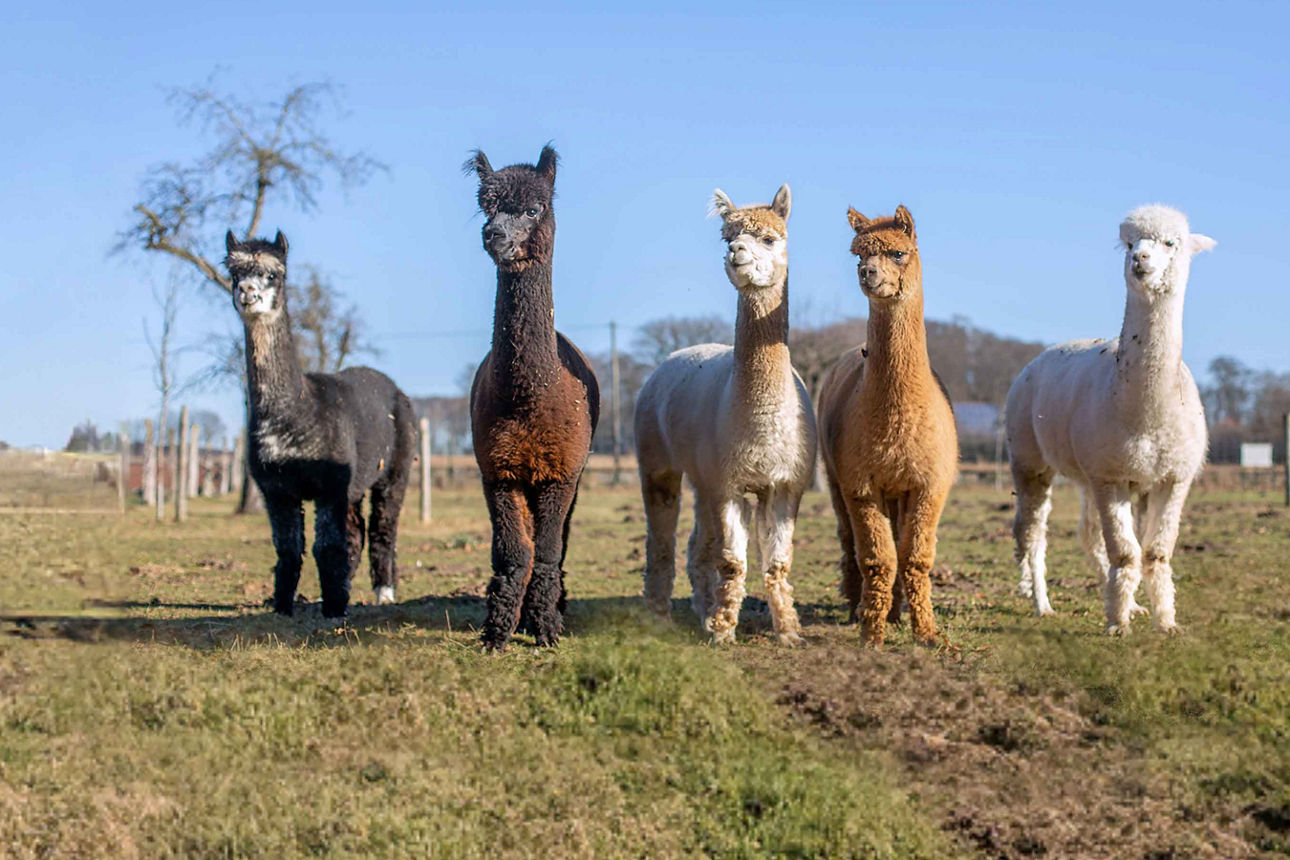 Fünft Alpakas stehen auf der Weide