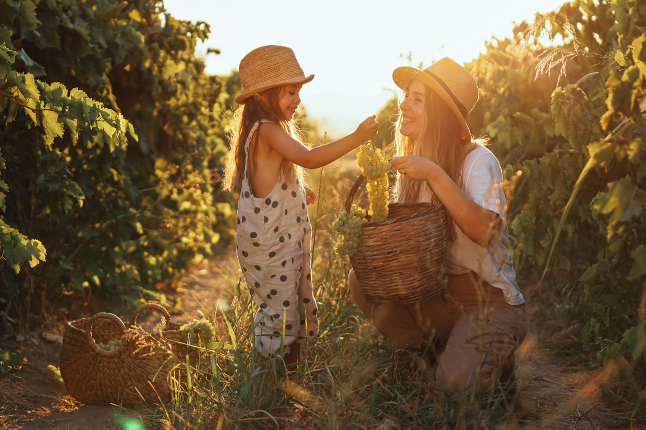 Bald sind die Trauben reif. Eine Familie im Weinberg. Die Mutter erklärt ihrer Tochter etwas über den Weinbau.