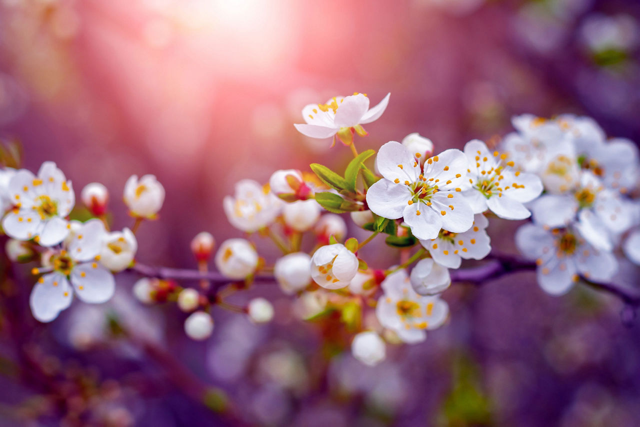 Apfelblüten