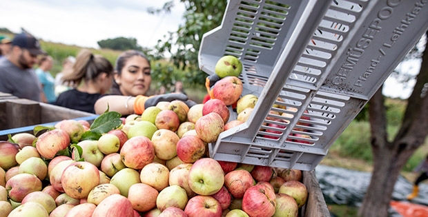 Schafe auf der Streuobstwiese Oppau
