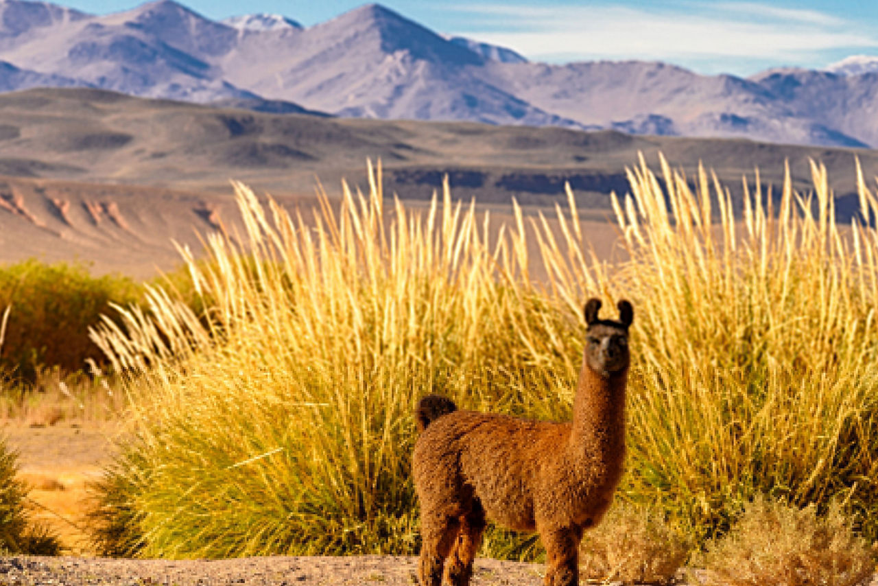 Lama steht vor Sträuchern und einer Berglandschaft