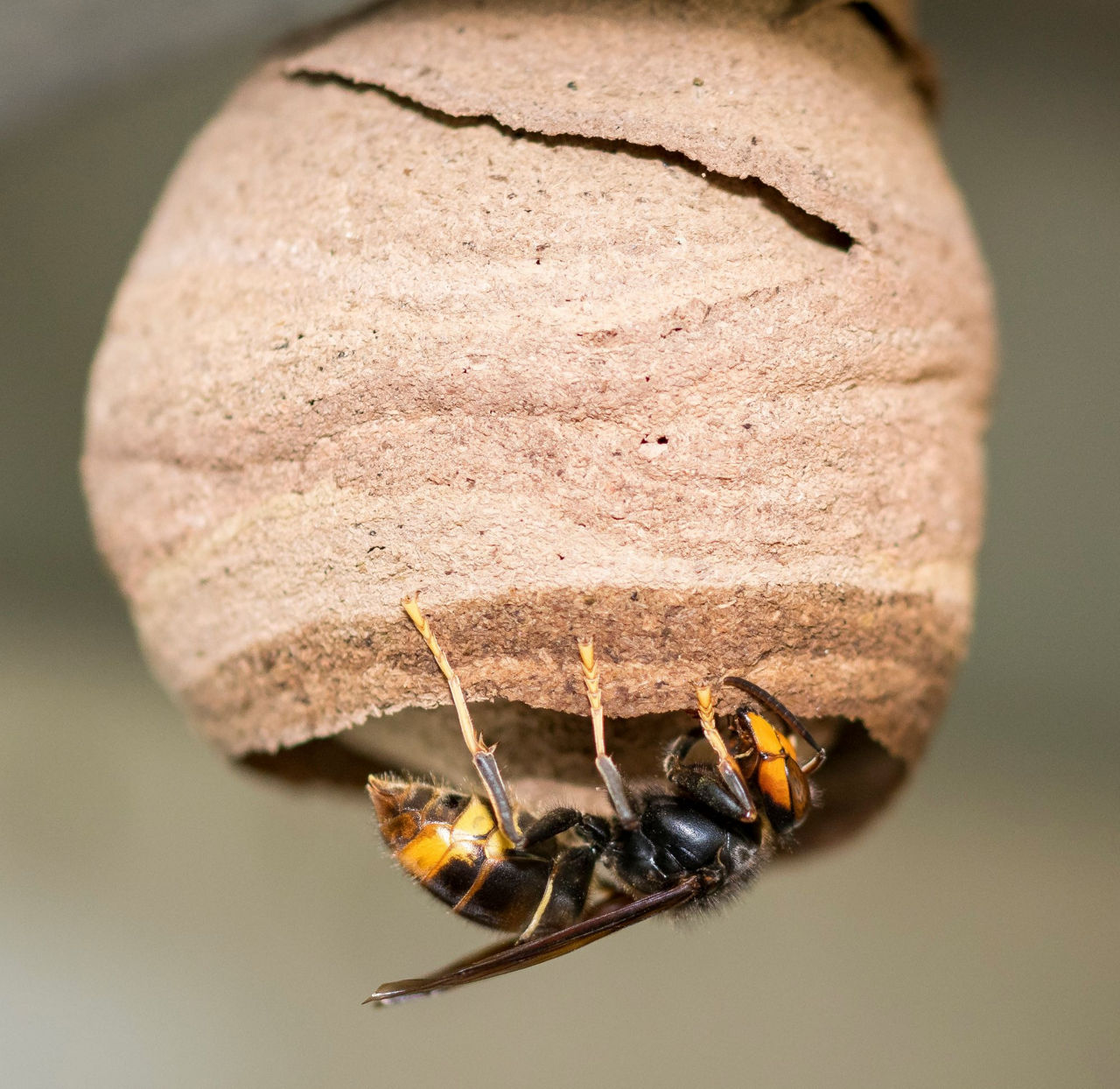 Asiatische Hornisse an ihrem Nest