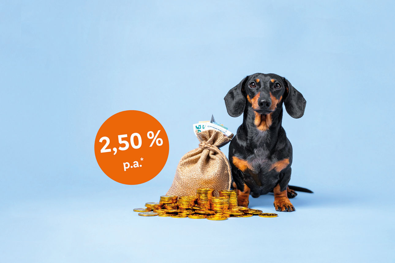 Dackel mit Geldsack und 2,50 % als Text in einem orangefarbenen Hintergrund
