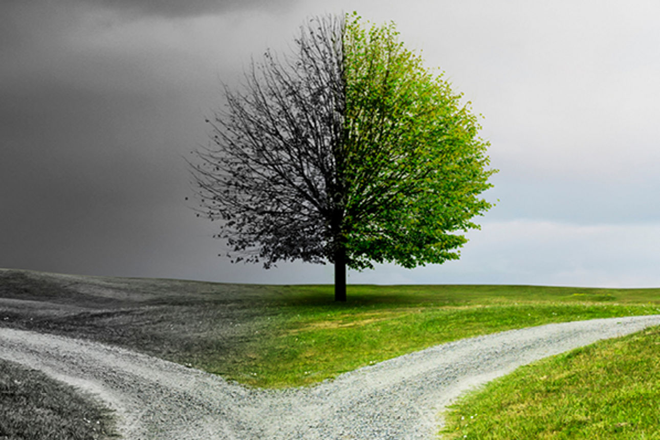 Baum an einer Weggabelung. Eine Hälfte ist grün  und mit voller Baumkrone, eine Hälfte ist grau und kahl.