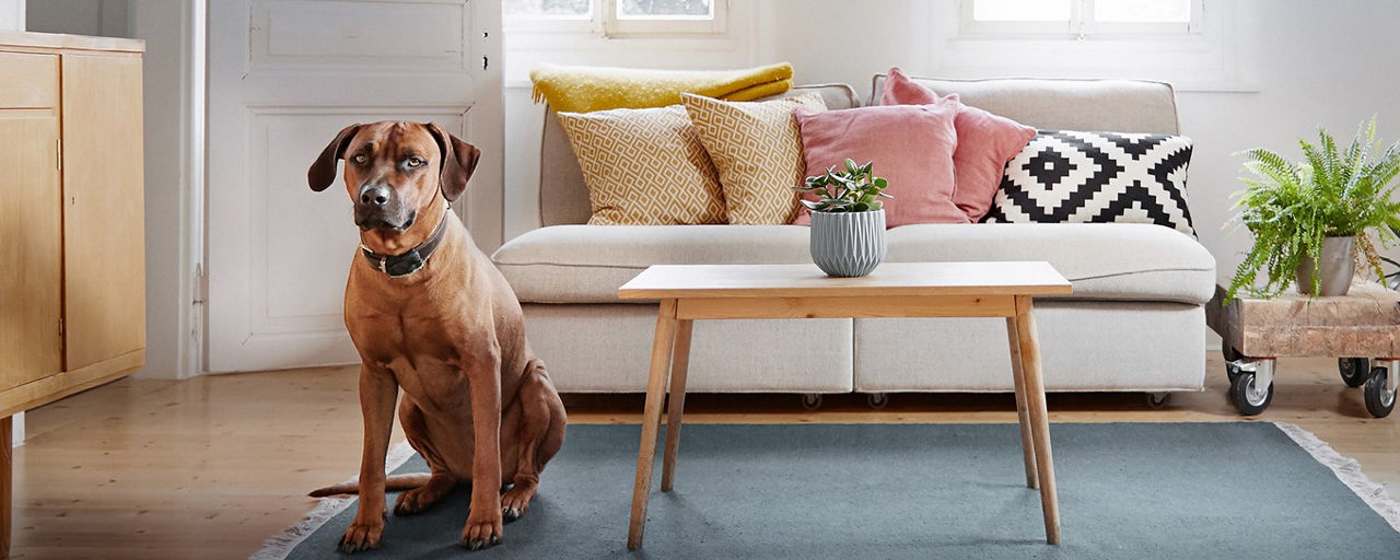 Ein Hund sitzt auf dem Teppich im Wohnzimmer