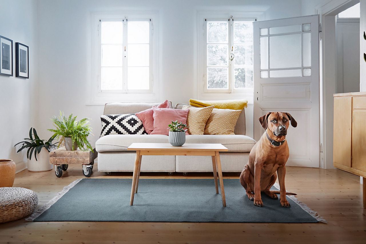 Ein Hund sitzt auf dem Teppich im Wohnzimmer