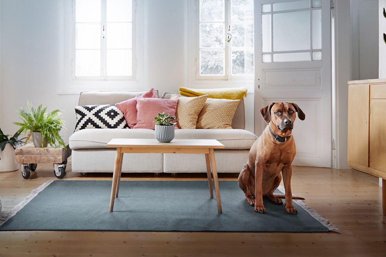 Ein Hund sitzt auf dem Teppich im Wohnzimmer
