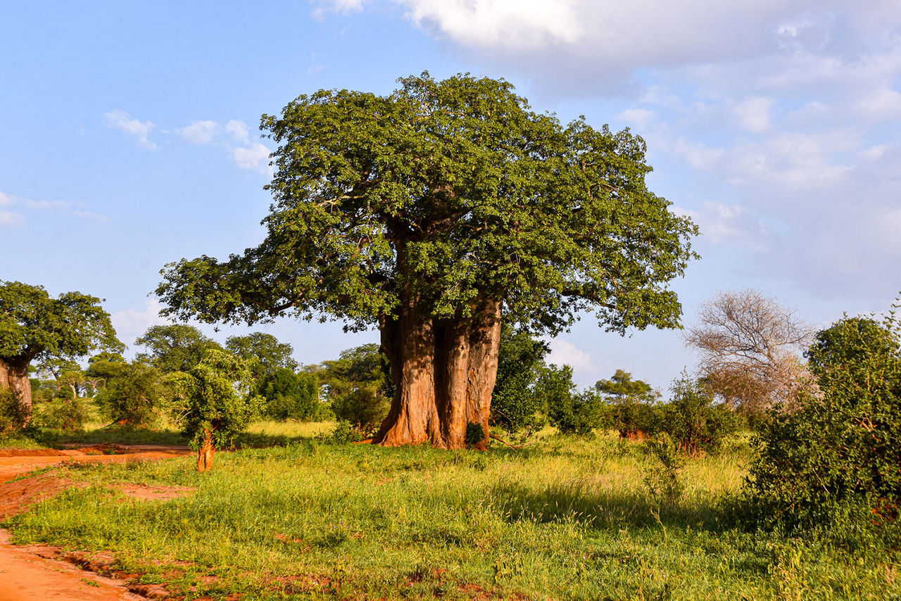 Großer Baum in der Serengeti 