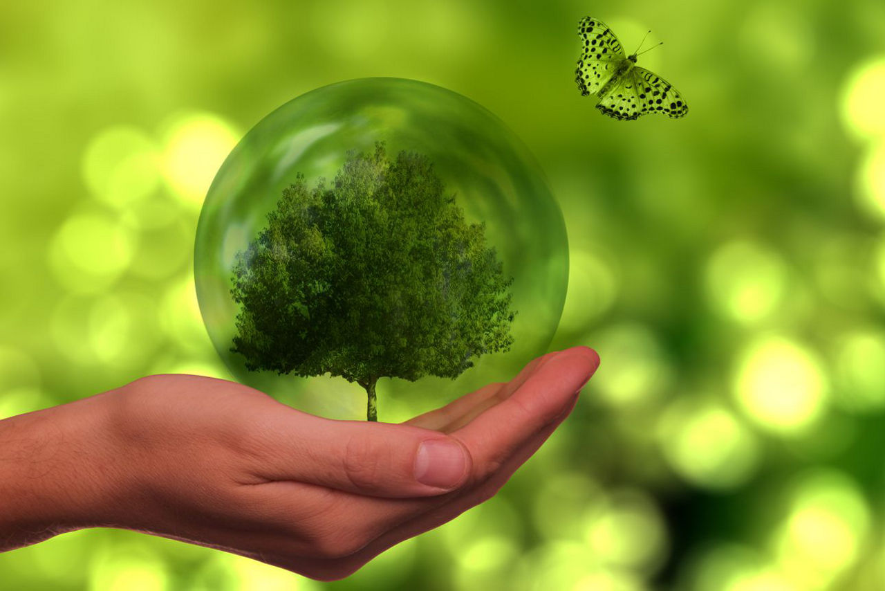 Baum in Hand und Schmetterling
