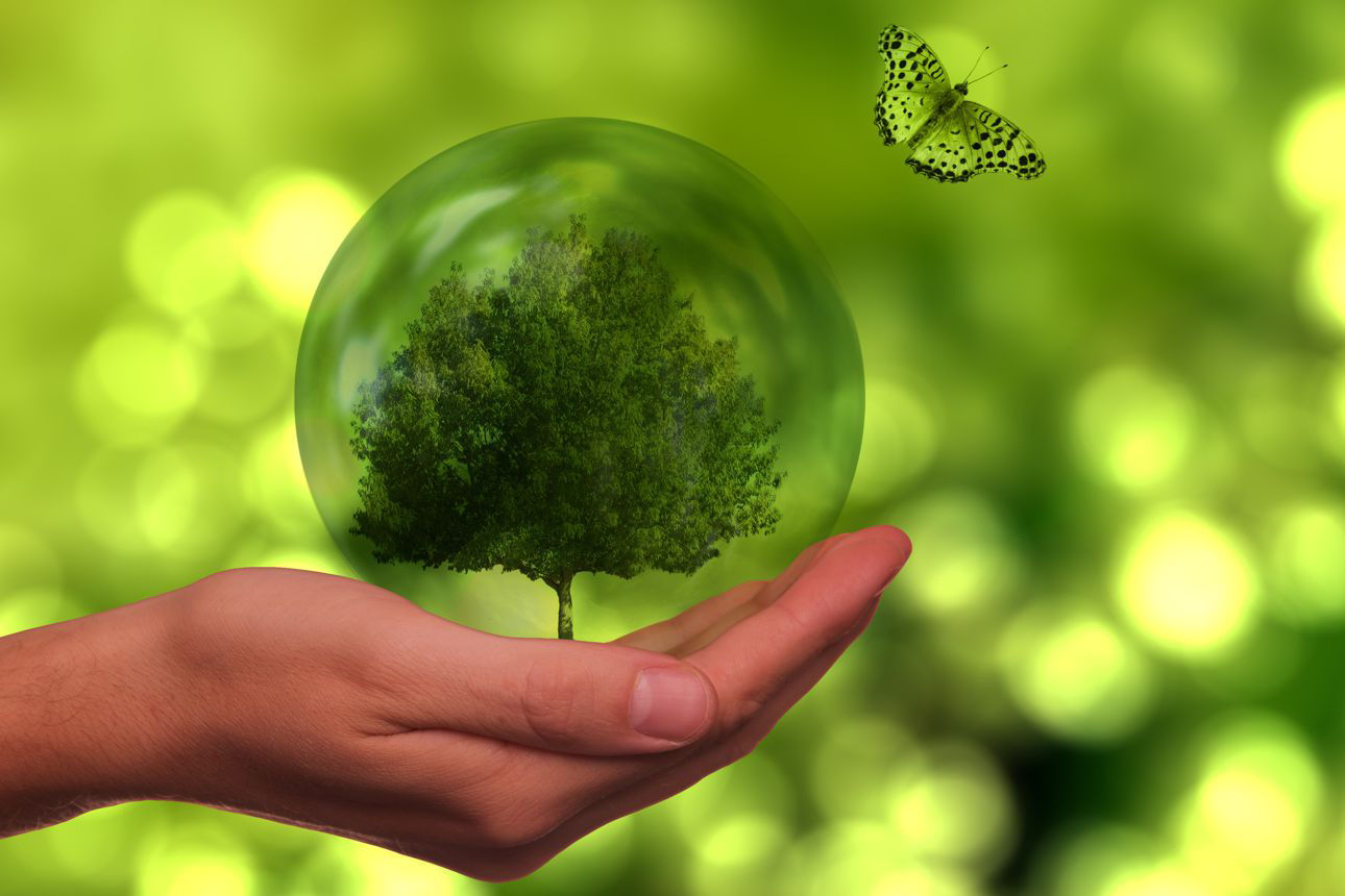 Baum in Hand und Schmetterling