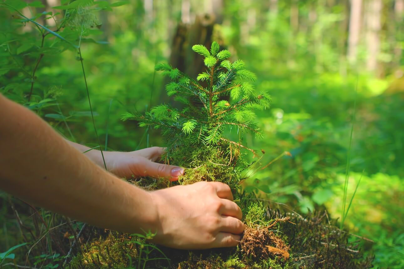 Zwei Hände, die gerade einen Baum im Wald einpflanzen