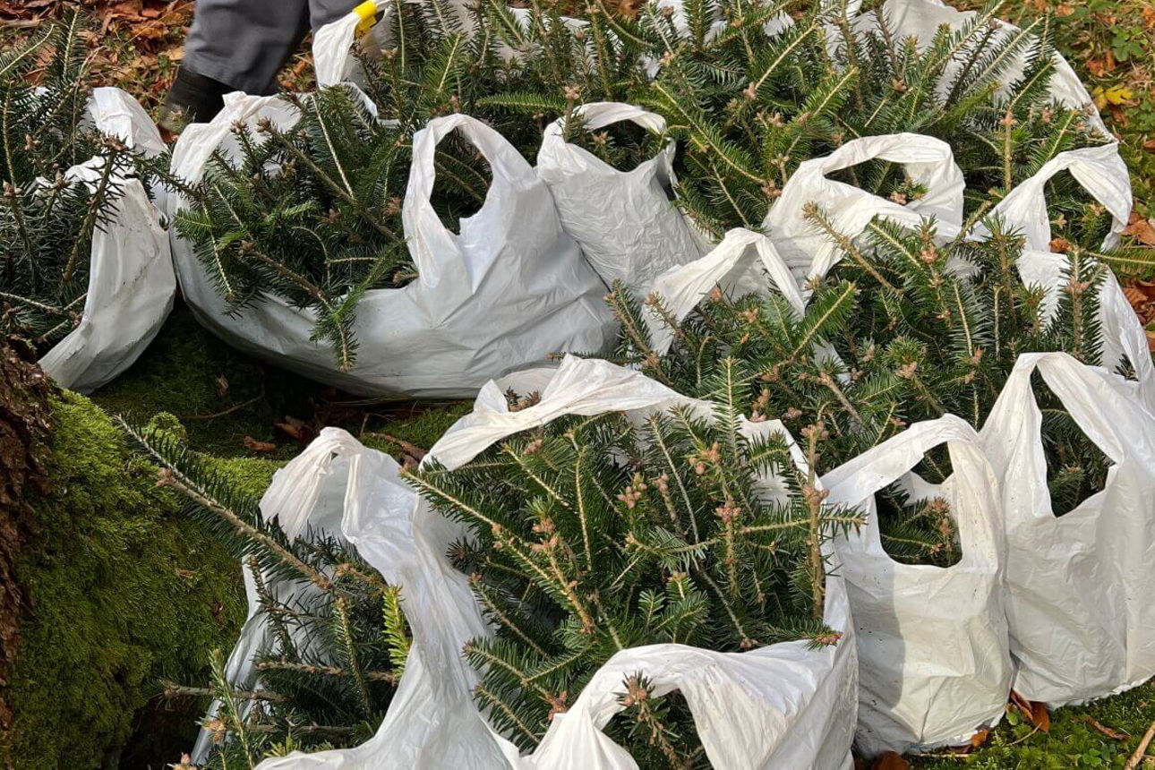 Viele Setzlinge in Tüten sind bereit zum Einpflanzen