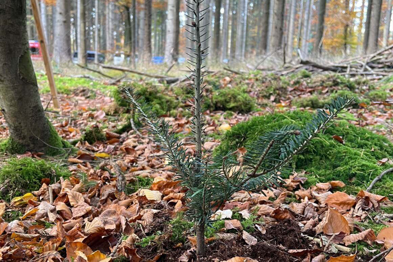 Setzling frisch im Boden eingepflanzt
